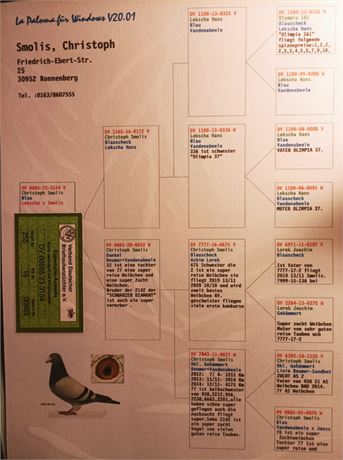 Brieftauben Auktion De Gutschein Taube 2023 Christoph Smolis