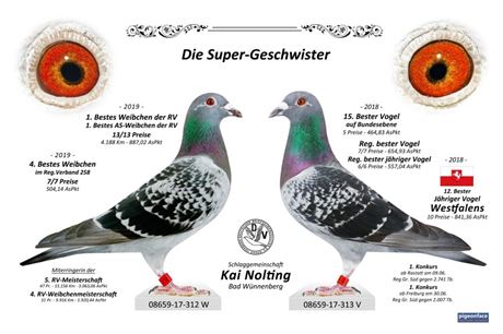 Brieftauben Auktion De Sg Nolting Stremmer