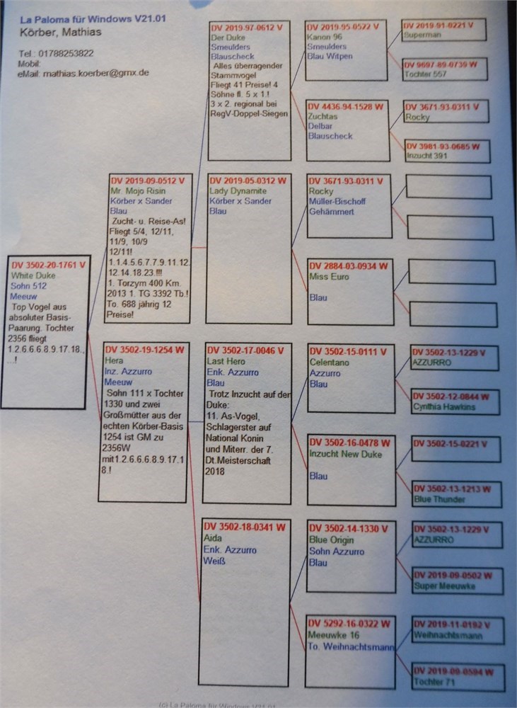 Brieftauben Auktion De M Schostok Rv Und Tg Meister