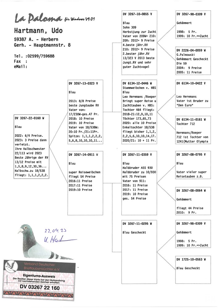 Brieftauben Auktion De Pos Spendentaube Sg Bomholt Hartmann