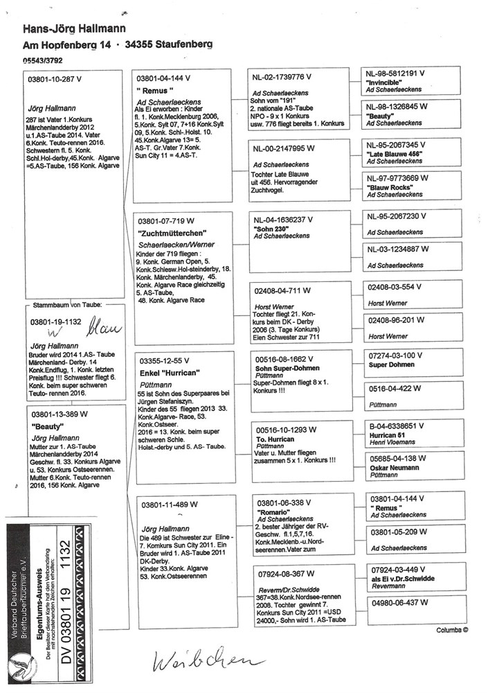 Brieftauben Auktion de 22 Gutschein über 2 Jungtauben aus Originalen