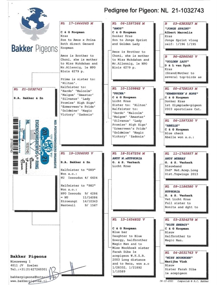 Brieftauben Auktion De Org Bakker Pigeons