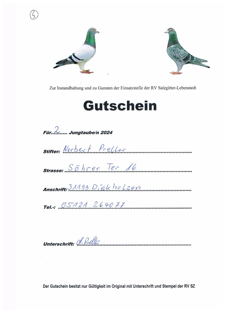 Brieftauben Auktion De Pos Gutschein Jungtauben