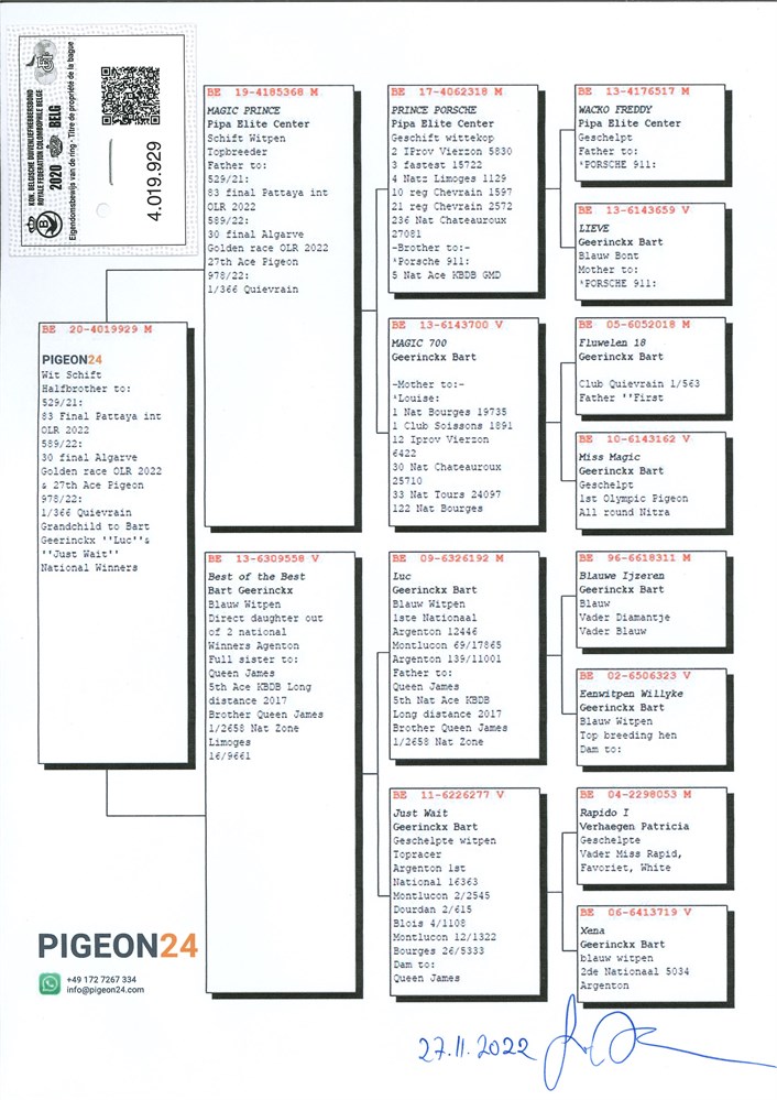 Brieftauben Auktion De B V Sohn Prince Porsche Pipa X