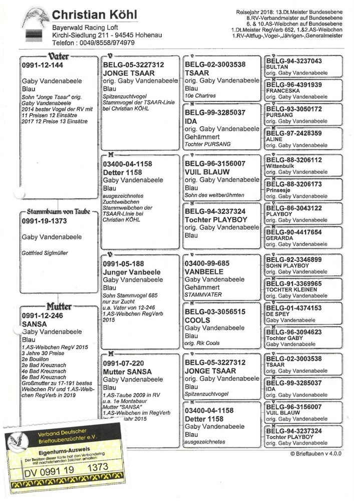 Brieftauben Auktion de Jungtaube aus Nachzucht original Christian Köhl