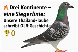 Objekt Bild