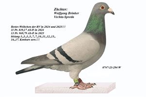 Objekt Bild
