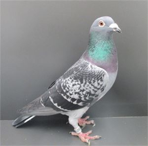 Objekt Bild