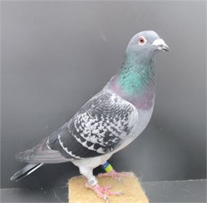 Objekt Bild