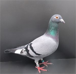 Objekt Bild