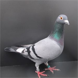 Objekt Bild