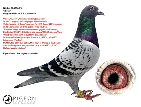 Sommerjunge aus Originalen und Leistungstauben