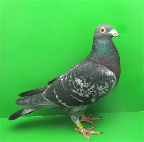 Aus Sohn x Tochter "Schwarzer Blitz" Asstaubenlinie Pur !!!!!