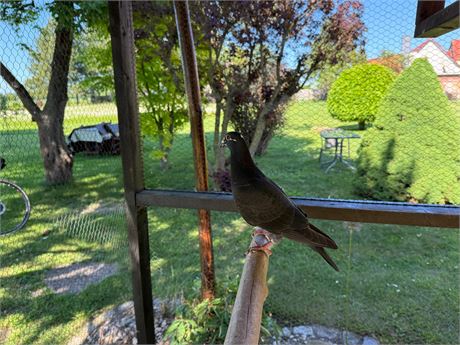 Traumvogel