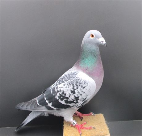 !!!!! TOP van Dyck Stammvogel x Tochter Stammvogel !!!!!!!