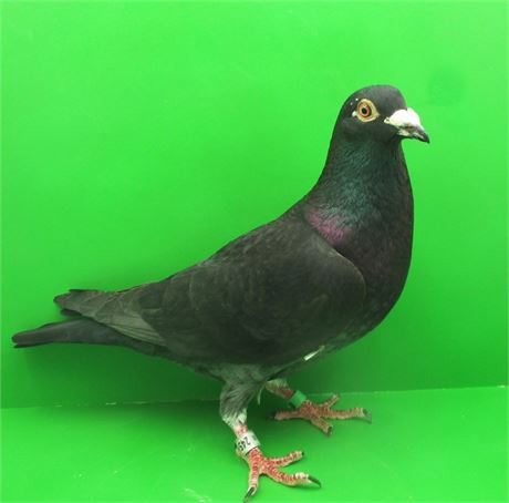 TOP Schwarzer Vogel Vater ist Enkel zu vier 1.Asstauben Deutschland!!!!!