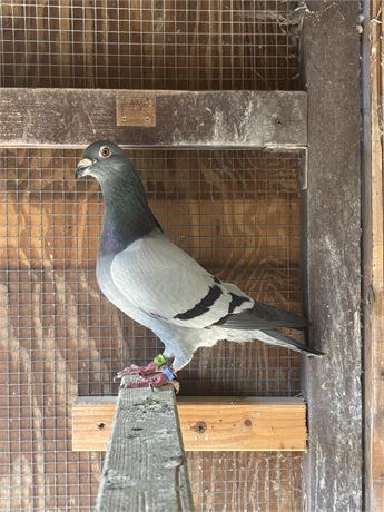 Vogel aus 2 Orig. Reidegeld