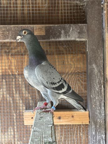 Vogel Leistung pur