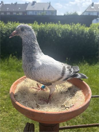 2 Jungtauben Leidemann
