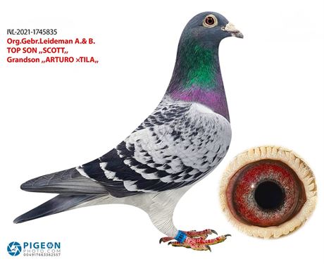 NL-21-1745835 org. Gebr.Leideman A.& B.