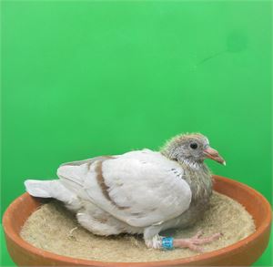 Objekt Bild