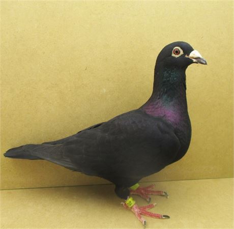 Schwarzer Vogel aus Geschwisterpaarung Black Wonder 5 x 1. Preis !!!!!!