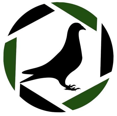 Brieftaubenfotografie - Pigeon Photography📸🔝Top Qualität🔝
