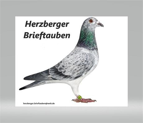 Herzberger Brieftauben