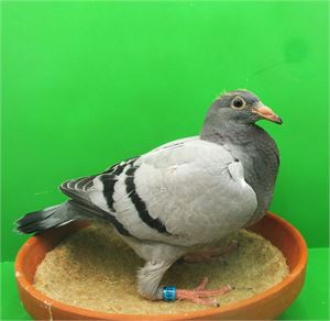 Objekt Bild