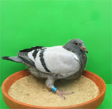 Die Besten von G. Vandenabeele und J. Hooymanns !!!