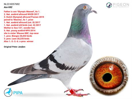 Original Peter Janßen - NL22-8257692