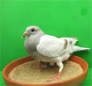 Objekt Bild