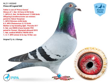Original Pipa mit DNA
