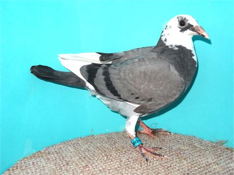 Sohn x Enkelin Topzuchtvogel B-07-043 von H. Bindacz
