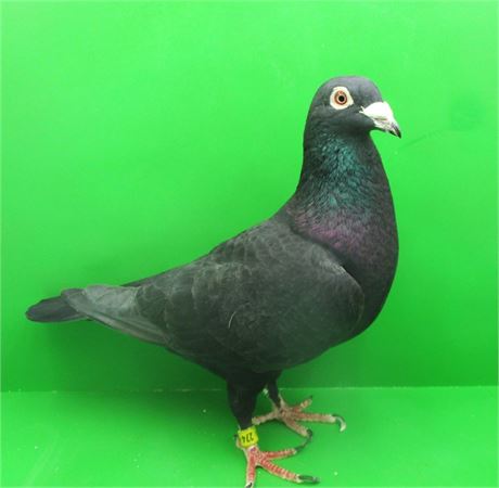 TOP schwarzer Zuchtvogel !!!!!!
