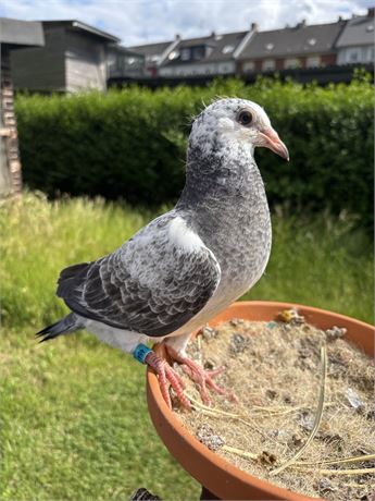 2 Jungtauben Leidemann