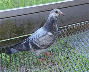 Objekt Bild