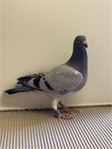 Objekt Bild