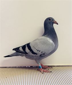 Objekt Bild