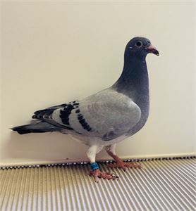 Objekt Bild