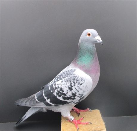 !!!!! TOP van Dyck Stammvogel x Tochter Stammvogel !!!!!!!