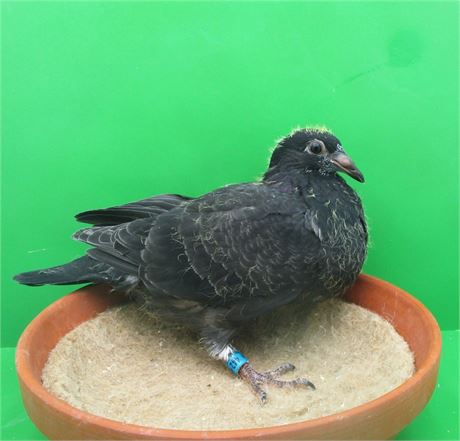 Schwarzes Jungweibchen Vater ist Enkel zu vier 1.Asstauben Deutschland!!!!!