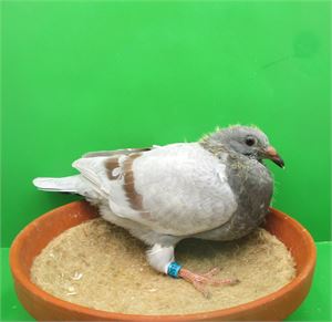 Objekt Bild