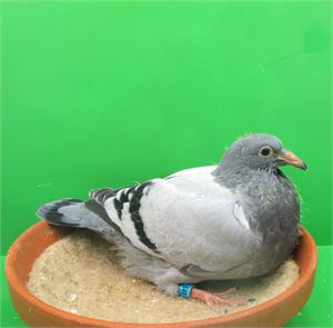 Objekt Bild