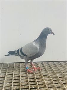 Objekt Bild