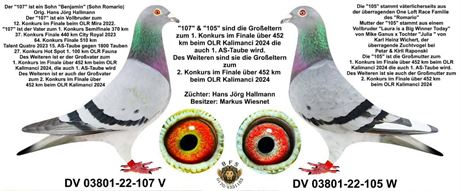 Nachzucht aus original Hallmann Tauben der Linie "ROMARIO"