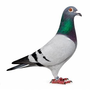 Objekt Bild