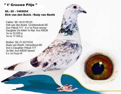 "t'Grouwe Pitje" NL-25-1493834 Super Kittel x Pitbull Rudy van Reeth !!!