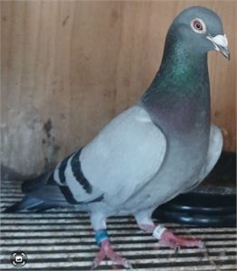 Objekt Bild