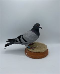 Objekt Bild